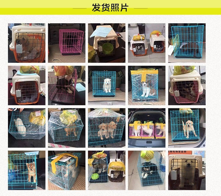 純種西高地白梗多少錢一只？價格實惠、購犬送馴養手冊包教包會~西高地白梗價格|西高地白梗圖片|西高地白梗視頻