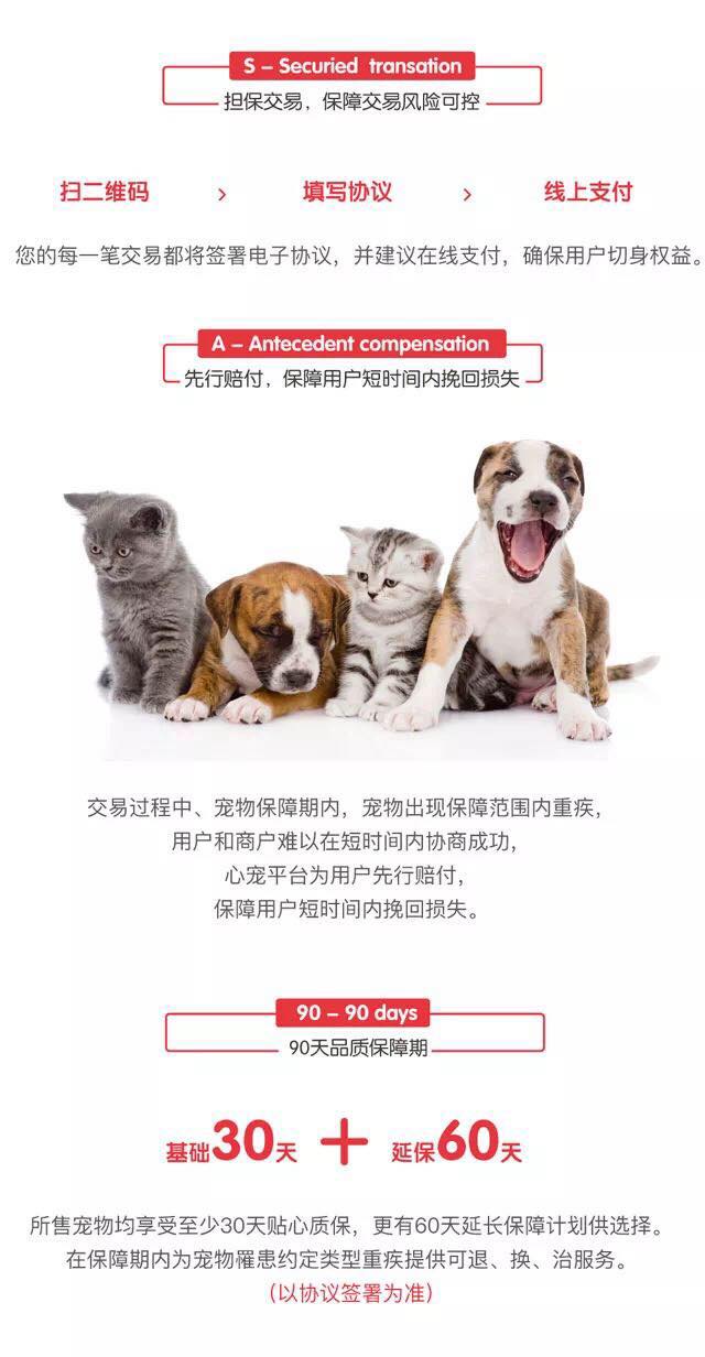 純種西高地白梗多少錢一只？價格實惠、購犬送馴養手冊包教包會~西高地白梗價格|西高地白梗圖片|西高地白梗視頻