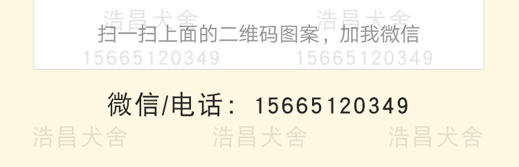 雙血統重口比特犬 1300元咬口好包健康 貨到付款 免費運輸