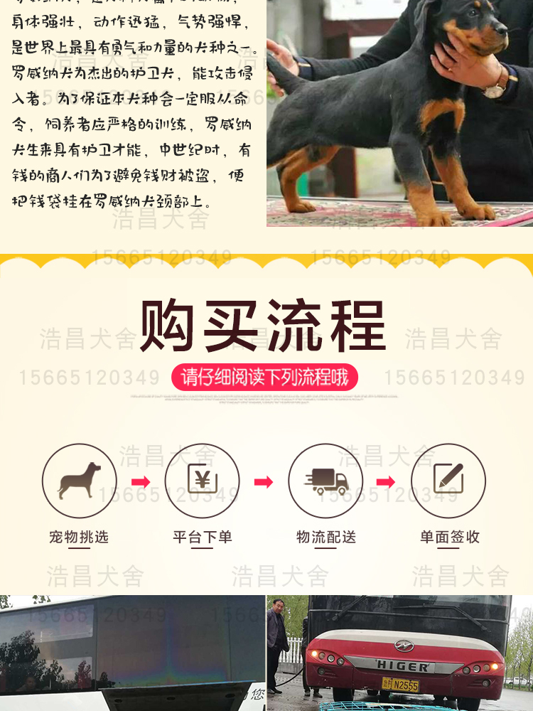 純種狼青犬1500元起，免費運輸，貨到付款，全網急售88只