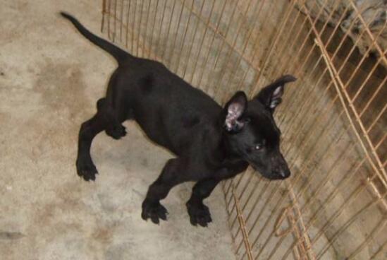 純種墨界黑狼犬價格 優質黑狼種犬、幼犬出