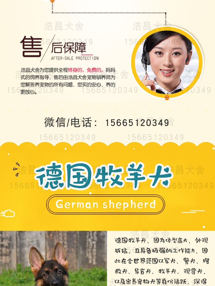 純種狼青犬1500元起，免費運輸，貨到付款，全網急售88只