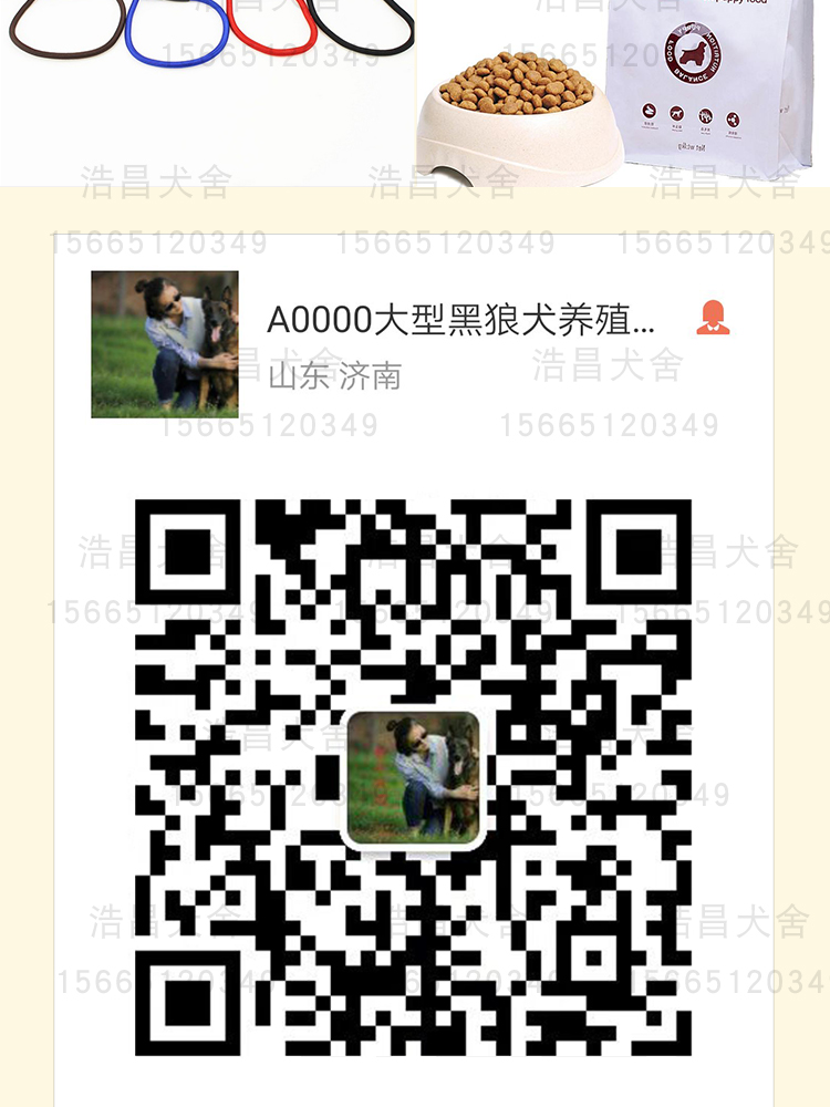 純種狼青犬1500元起，免費運輸，貨到付款，全網急售88只