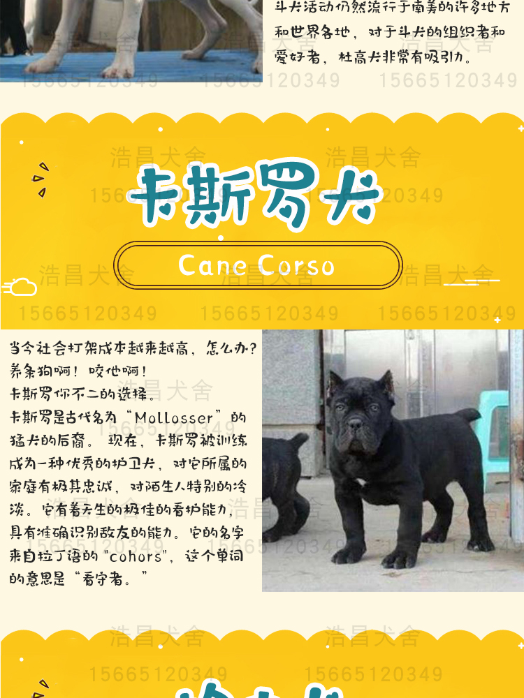 雙血統杜高犬1500元野豬殺手，貨到付款，質保三月可退換