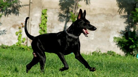 急售黑狼犬30條1100元 貨到付款 質保終身 80天可退換