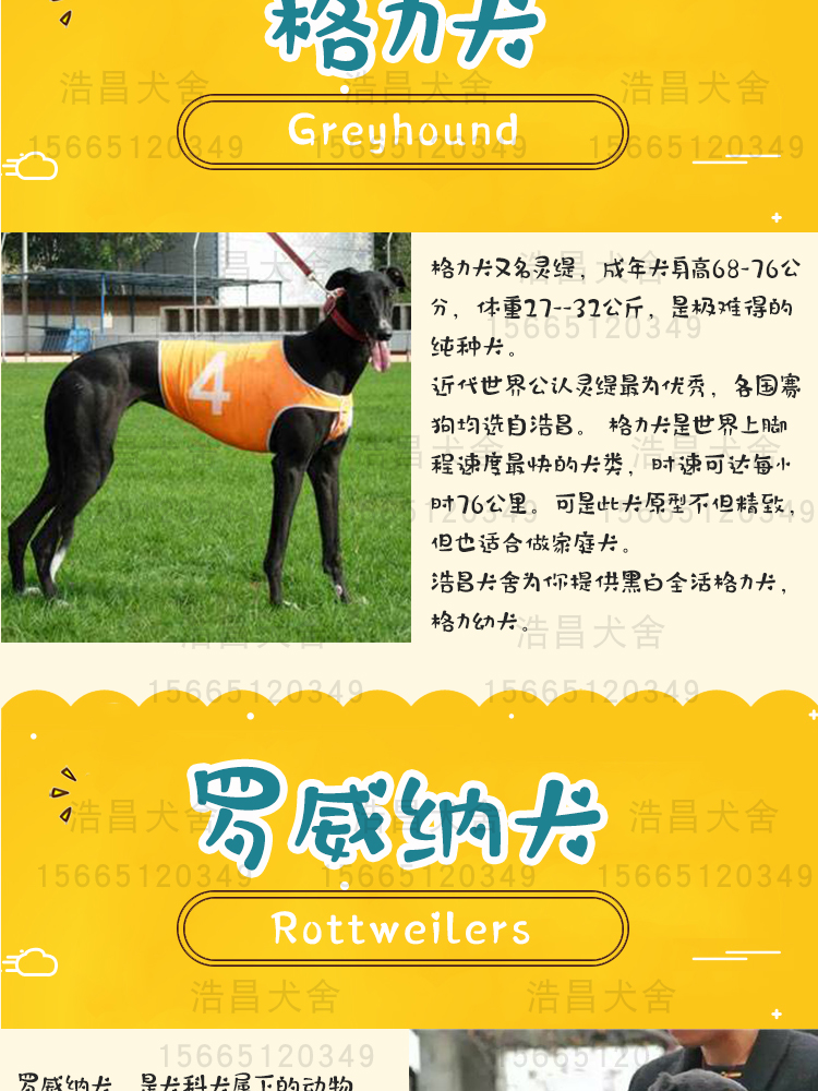 雙血統重口比特犬 1300元咬口好包健康 貨到付款 免費運輸
