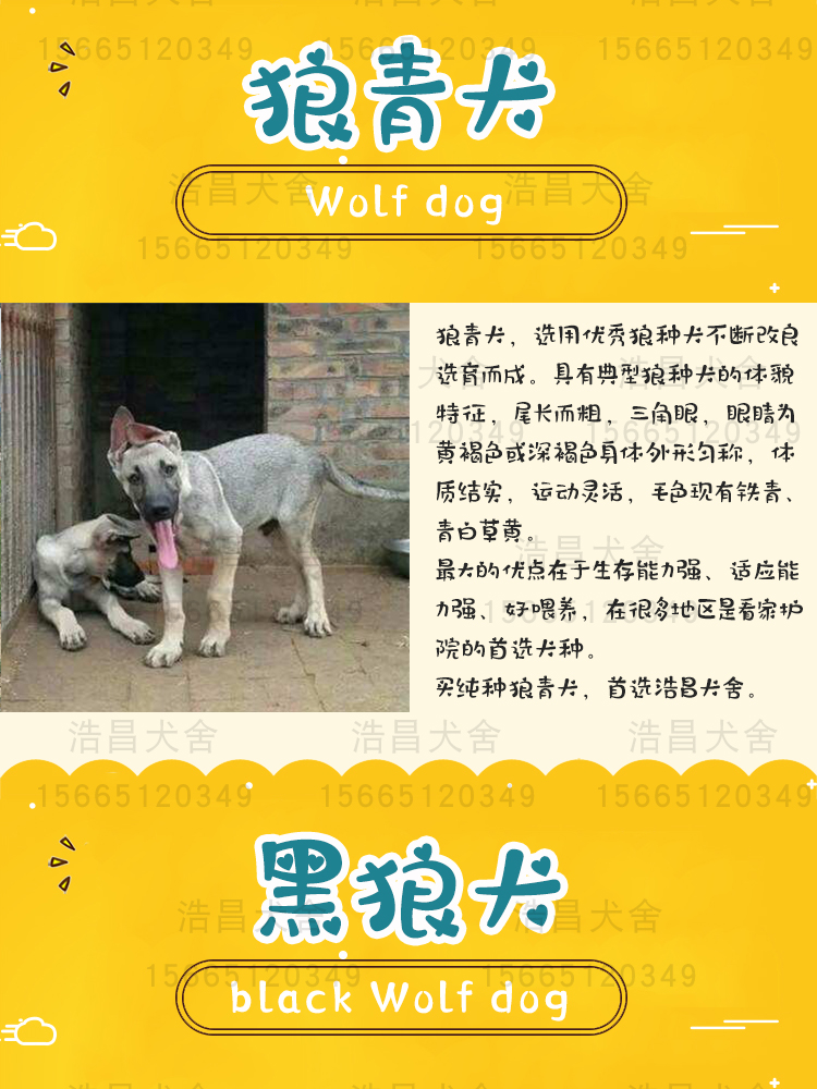 東德牧羊犬試養三個月付款 送狗糧狗狗四件套 免費運輸 簽協議 東德牧羊犬試養三個月付款 送狗糧狗狗四件套 免費運輸 簽協議