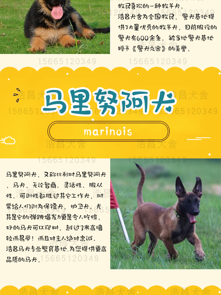 黑白全活 上下車 盯燈掐窩 格力犬1000起貨