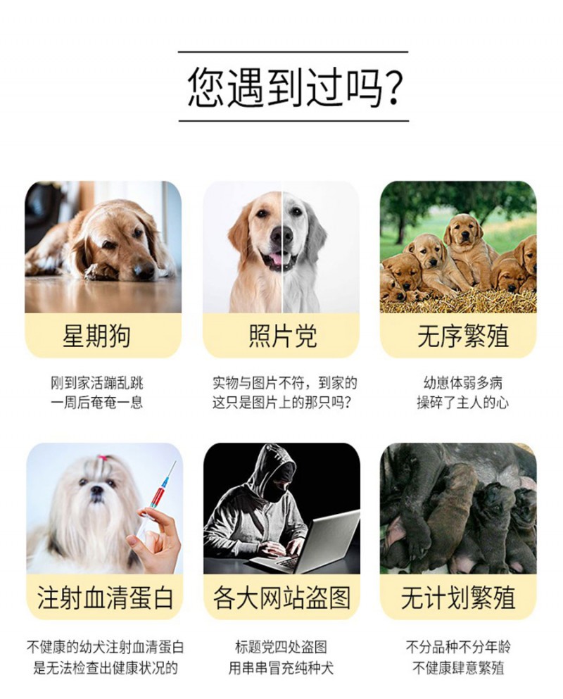[距您500米]帶CKU證書賽級冠軍級加納利犬疫苗驅蟲已做完，購寵享三包：包純種丶包健康丶保存活