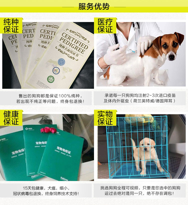 急售 東德牧羊犬30條 DDR血統全國發貨 貨到付款 頂