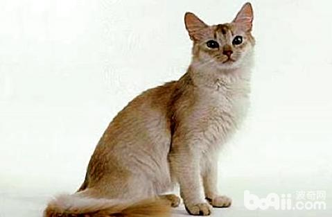 索馬里貓為什么難飼養？索馬里貓飼養注意事項