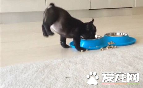 法斗吃飯興奮到飛起來 屁股翹高高差點倒栽蔥
