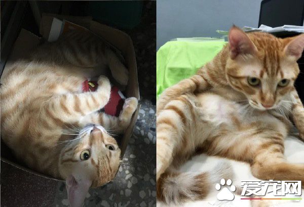 橘貓好氣要跳過窗臺 無奈肉肉有點都屢次失敗