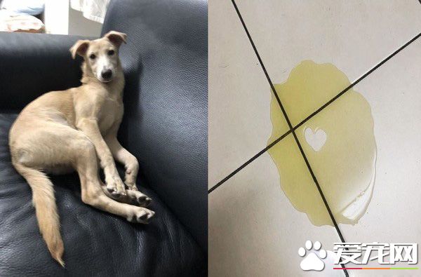 汪界畢卡索是你！汪汪亂尿尿卻內藏愛的密碼