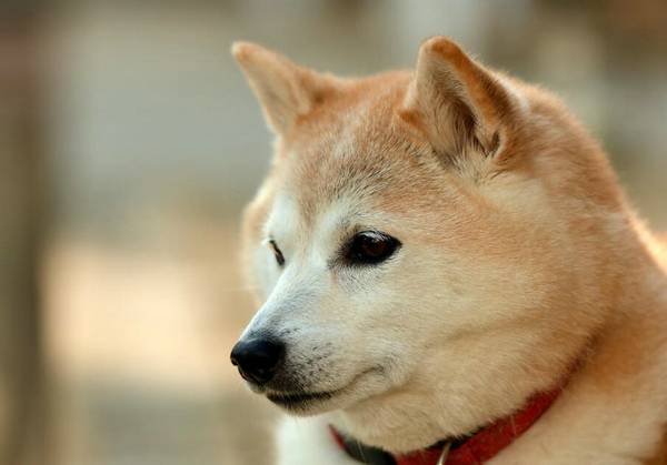 柴犬的智商幾歲