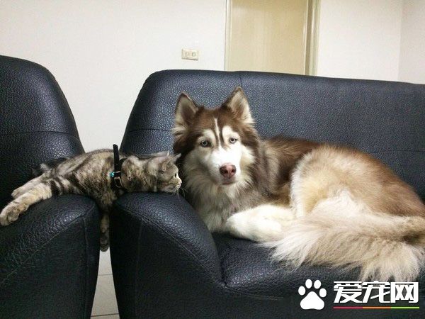 這是歷史性的一刻！磨合期的貓狗姐妹罕見在一起