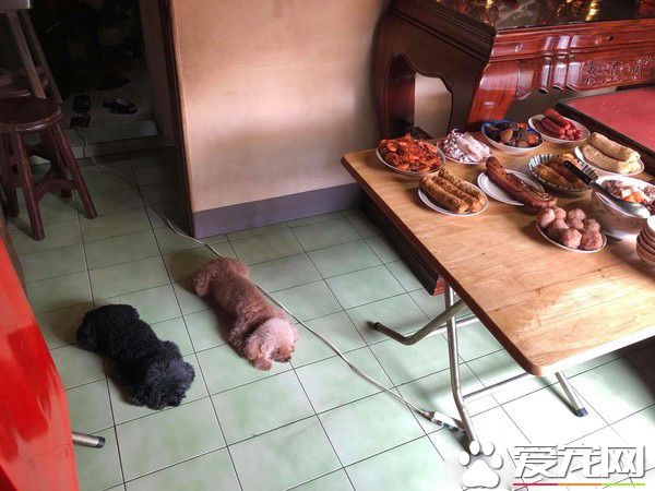 這汪星人是壞掉了嗎？黑貴賓黏到膠帶賣萌求救