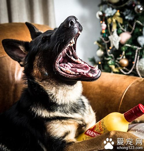 德國牧羊犬誤喝圣誕酒 醉到不能走路送救護車