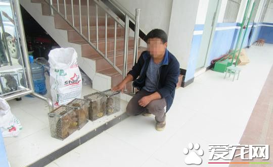 跨境購買幼猴當寵物 云南一村民被查處