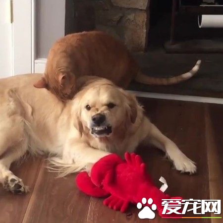 阿金被喵皇理毛又聽馬麻話不能打架 模樣逗趣又可愛！