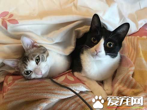 日本新推電視造型的貓屋  見過像貞子的貓咪么