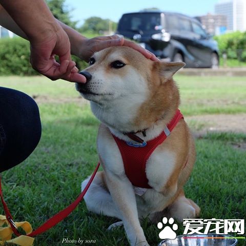失去雙肢不放棄 柴犬靠輪椅繼續奔跑