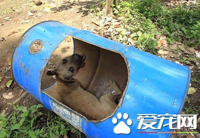 男子不小心闖入一林地 數百<a href=/zhonglei/gou/ target=_blank class=infotextkey>狗</a>狗被鎖在那