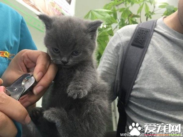 小藍貓被架著剪指甲 小貓咪怒瞪主人