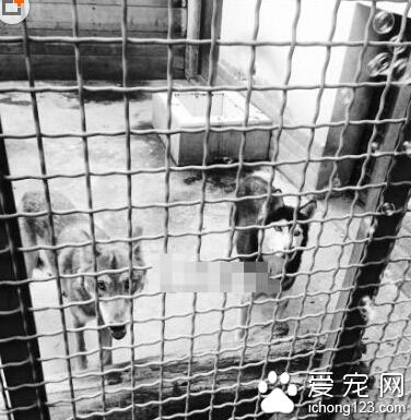 一只哈士奇與兩只狼同居2年 一直都和睦相處