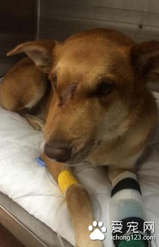 狗狗突然發狂對著男子腳邊狂咬 只為救主人