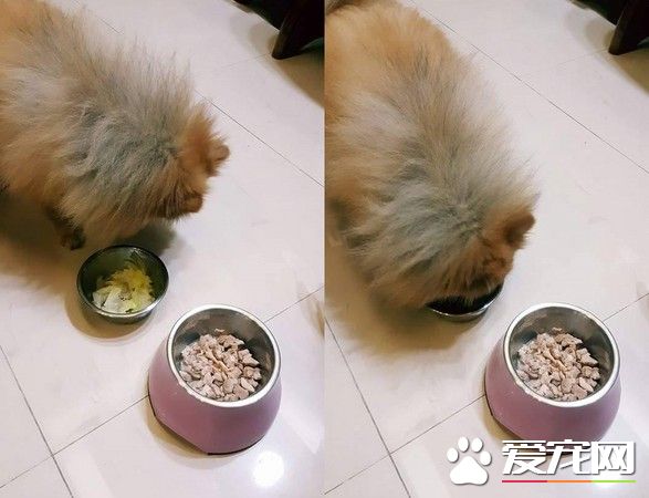 滿滿雞腿肉晾旁邊 挑嘴狗看見蔬菜就狂吃