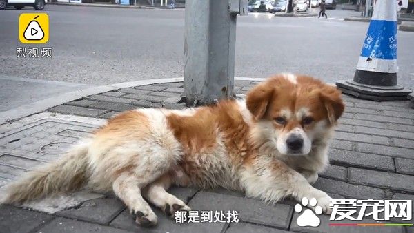 忠心汪守護離世主人3天 被好心阿姨收編回家