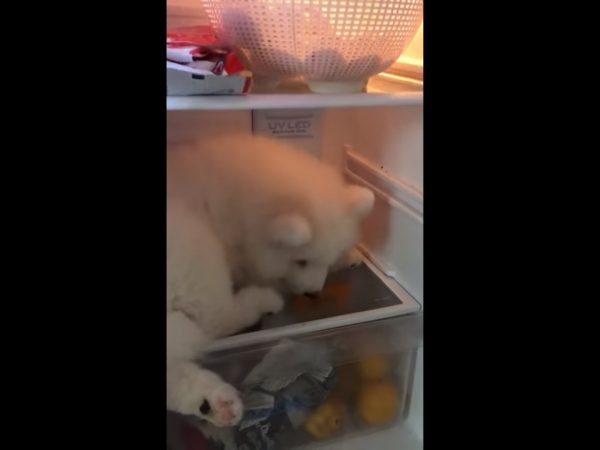 這里太舒服了就不離開！ 小薩摩發現避暑勝地耍賴不走