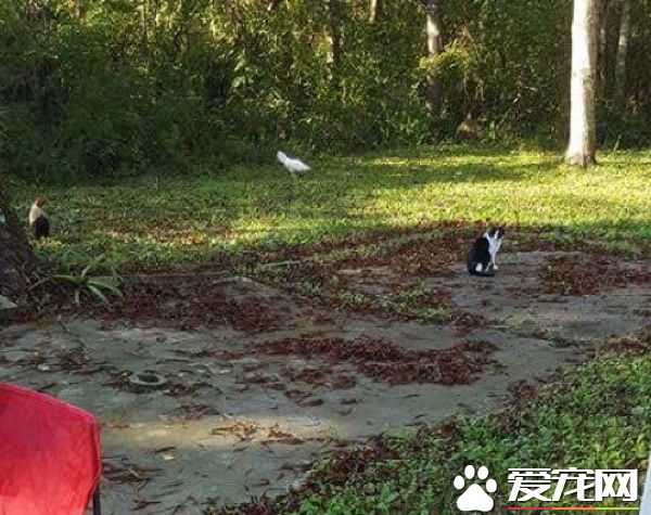超自來熟小客人 第一次見面就用頭蹭人家的臉