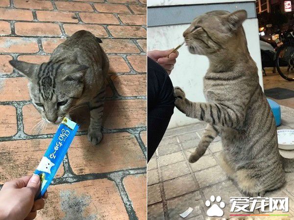 浪浪臭臉坐門口堵人討罐 小V臉逐漸變成饅頭臉