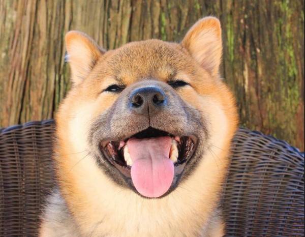 柴犬會笑嗎