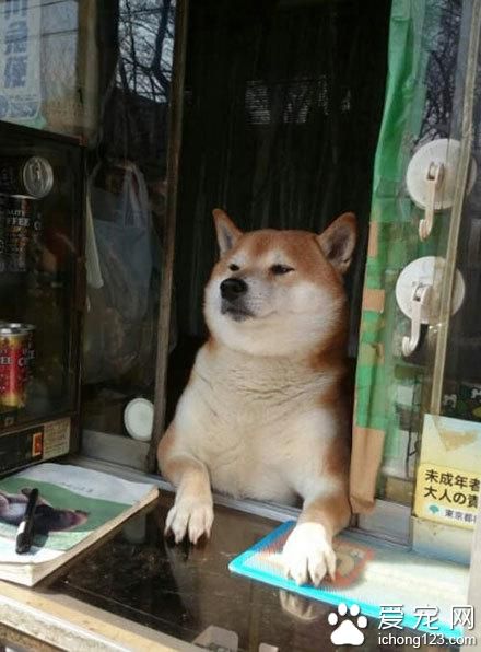 史上最萌的“狗老板”看店 熱情迎接客人