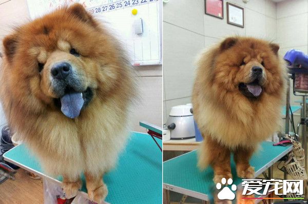 圓夢養鬆獅犬13年 向民眾建議養米克斯是最好的