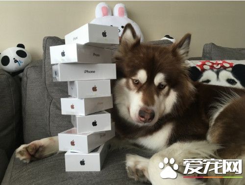 買8支iPhone7討好愛犬 王思聰灑鈔無極限