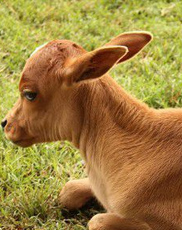 中東土豪愛炫富 以飼養兇猛野生動物為豪