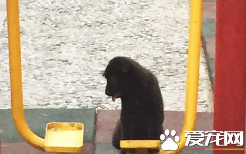 寵物狗愛上漫步機蕩秋千 不肯下來
