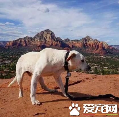 他帶著即將死亡的狗狗去旅行 最后奇跡發生