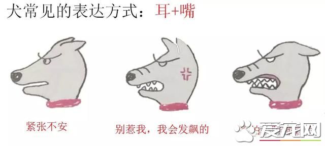 你不知道的事——寵物肢體語言
