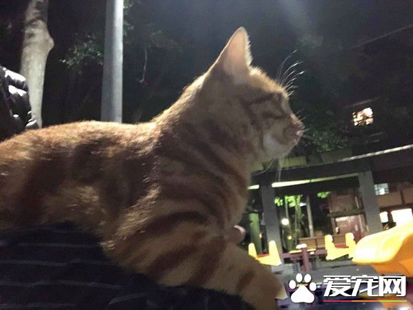 每天跑來約會 小橘貓卸下新防變撒嬌鬼