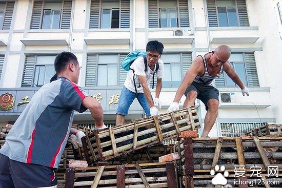 江蘇非法貨車被舉報 上千只被販賣的貓咪獲救