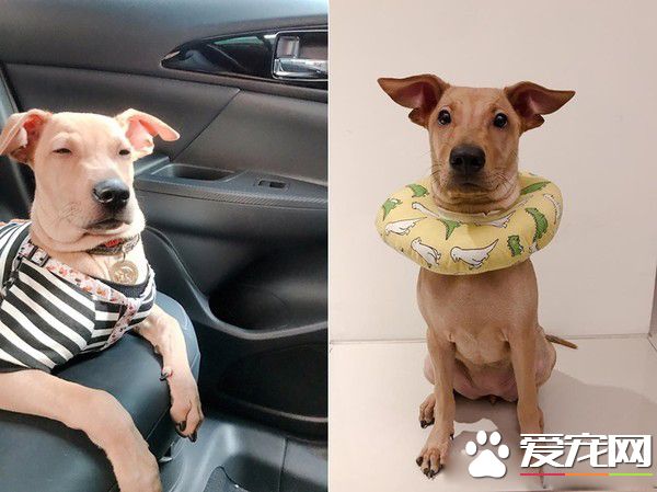 性感的蜜大腿配上翹臀 簡直米克斯界的性感女王