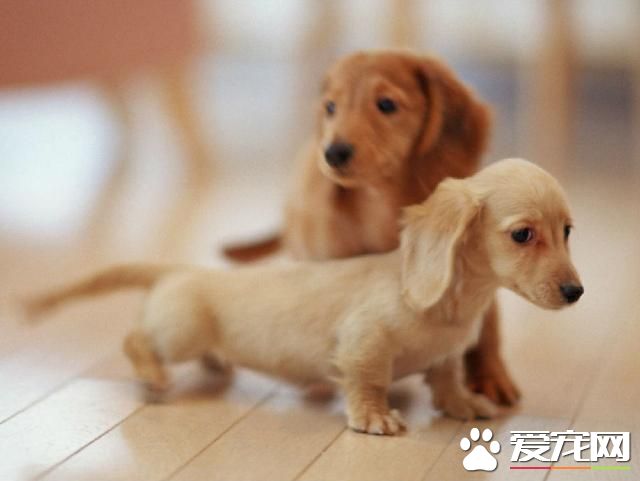 狗狗的智商排名大全 試看你家狗狗智商排名
