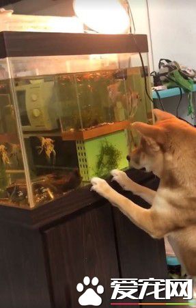 無厘頭柴將把拔的手當溫蛋器 露超滿足表情