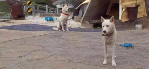 狗狗偷吃完就跑 不料數月狗媽媽帶狗崽上門討債