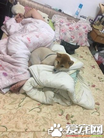 超可愛狗狗 被阿嬤溺寵舍身陪睡地板